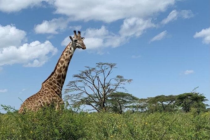 04 Days Tarangire, Serengeti and Ngorongoro crater group (Camping - Your Starting Point: Arusha Timing and What a 8:00 AM Start Means