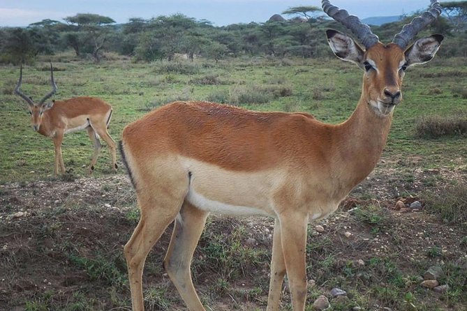 #1 Best Tanzania Safari Tarangire Day tour Adventure - A One-Day Tarangire Safari From Moshi, With Real Wildlife Time