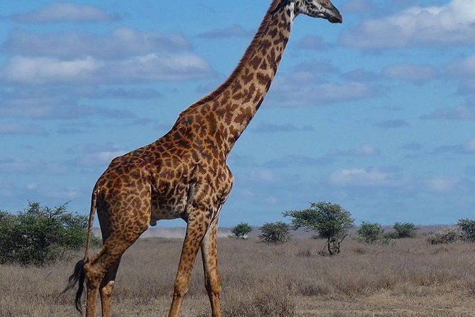 #1 Best Tanzania Safari Tarangire Day tour Adventure - Afternoon Game Drive: Watching the River Rhythm Change