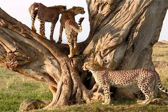 #1 Best Tanzania Safari Tarangire Day tour Adventure - Elephants, Birdlife, and the Real Reason Tarangire Works