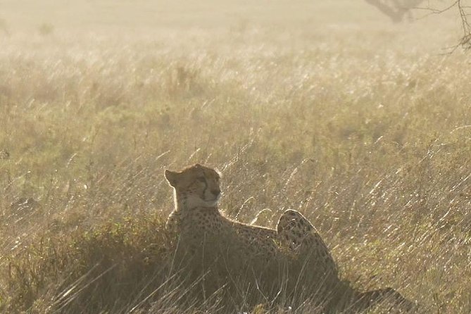 #1 Best Tanzania Safari Tarangire Day tour Adventure - The Guide Factor: Small Group Attention and a Crew That Handles the Day
