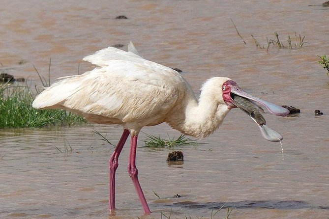 #1 Best Tanzania Safari Tarangire Day tour Adventure - 4x4 Safari Jeep Comfort and What It Means for Viewing