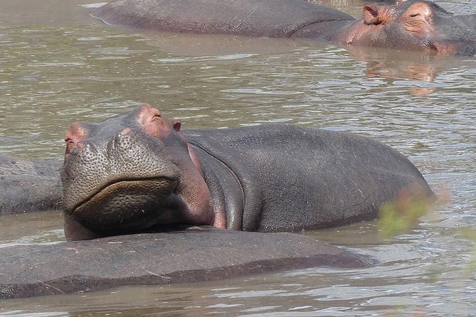 #1 Best Tanzania Safari Tarangire Day tour Adventure - Price and Value: Is $200 a Smart Deal for a Moshi Day?