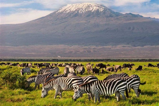 #1 Best Tanzania Safari Tarangire Day tour Adventure - Morning Game Drive: Tarangire River Wildlife With Baobab-Shadow Stops
