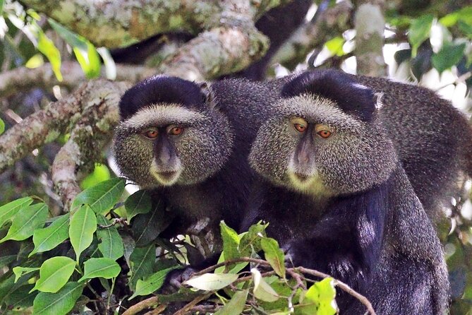1 Day: Arusha National Park - One-Day Arusha National Park: why this short format works