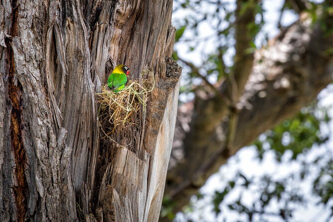 1 Day: Arusha National Park - Pickup at 8:00 am and a 7-hour safari rhythm you can plan around