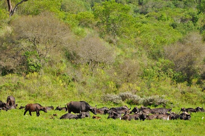 1 Day: Arusha National Park - Lunch that keeps you in safari mode: picnic food and hydration