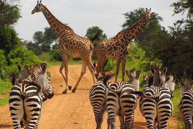 1 Day: Arusha National Park - Private-for-your-group but still scheduled: how flexibility really works