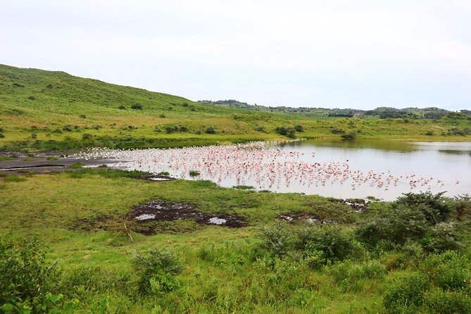 1 Day Arusha national park (Game drive and walking safari). - Game Drive Time: Cover More Ground Without Losing the Story