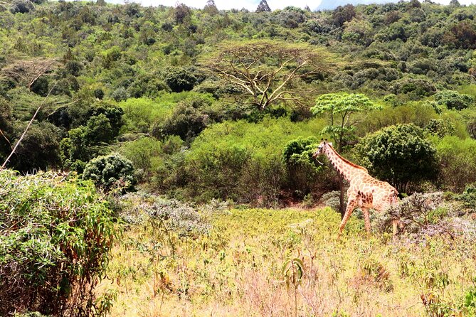 1 Day Arusha national park (Game drive and walking safari). - Your Morning Plan: Pickup, Briefing, and Heading East