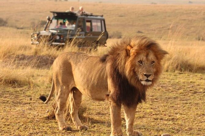 1-Day Fly in Shared Safari to Mikumi National Park from Zanzibar - Key Highlights You’ll Feel Right Away