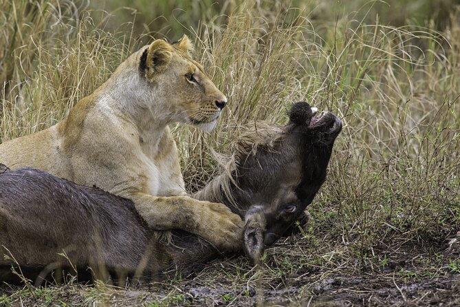 1-Day Fly in Shared Safari to Mikumi National Park from Zanzibar - Shared Flight Safari From Zanzibar, What Makes It Work