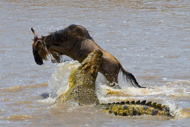 1-Day Fly in Shared Safari to Mikumi National Park from Zanzibar - Small Group of Up to 6: The Real Advantage