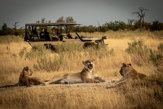 1-Day Fly in Shared Safari to Mikumi National Park from Zanzibar - Pickup and Drop-off in Zanzibar, Less Stress for Your Schedule