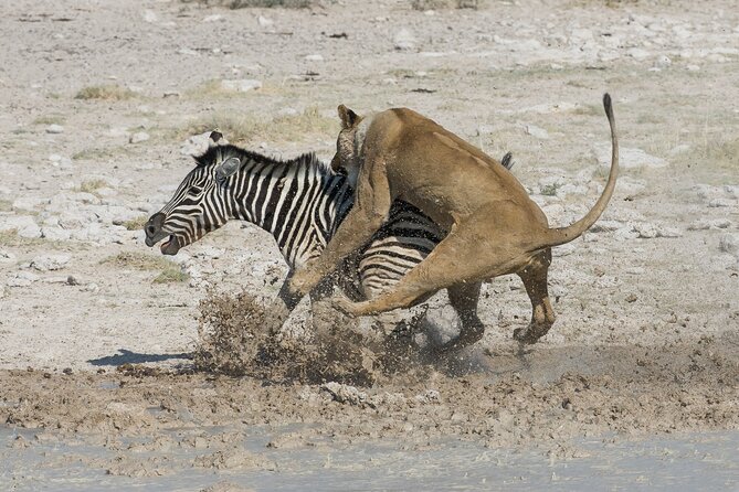 1-Day Fly in Shared Safari to Mikumi National Park from Zanzibar - Price and Value at $590: When It’s Worth It