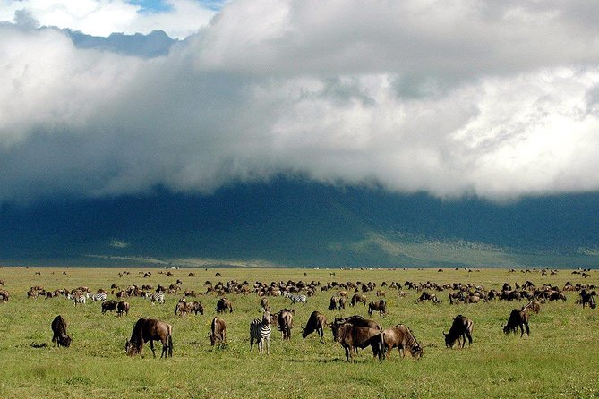 1 Day Joined Group Safari in Ngorongoro Crater National Park - Lake Makat and Birdlife: Why This Crater Has More Than Mammals