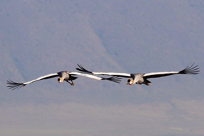 1 Day Joined Group Safari in Ngorongoro Crater National Park - Lunch at the Picnic Site: A Timed Break That Does Not Kill the Day