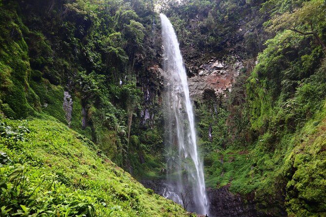 1 Day Kilimanjaro forest (mambori waterfalls). - Key highlights to know before you go