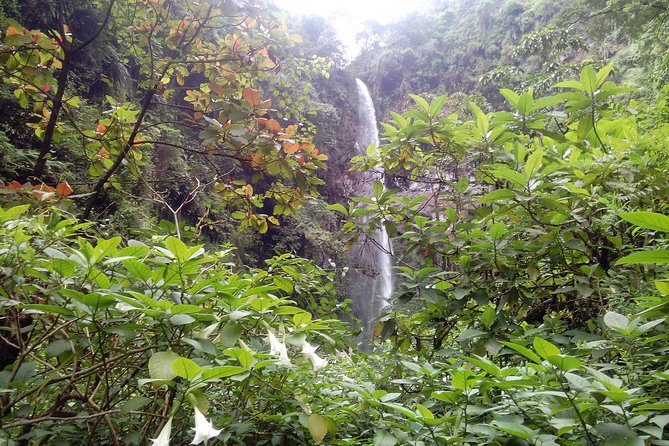 1 Day Kilimanjaro forest (mambori waterfalls). - Mambori Waterfalls: a smart 1-day way to feel Kilimanjaro