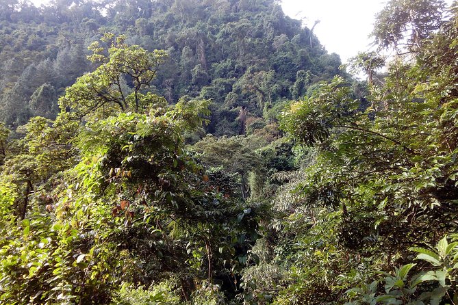 1 Day Kilimanjaro forest (mambori waterfalls). - Coffee plantation stops and the story behind Mambori’s name