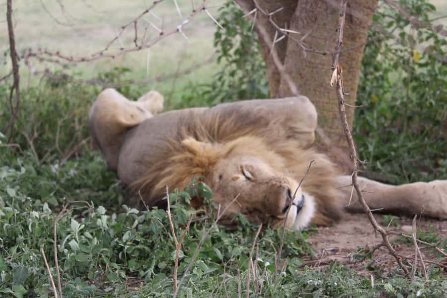 1 Day Ngorongoro Crater Group joining safari - Key moments that make this Ngorongoro safari work
