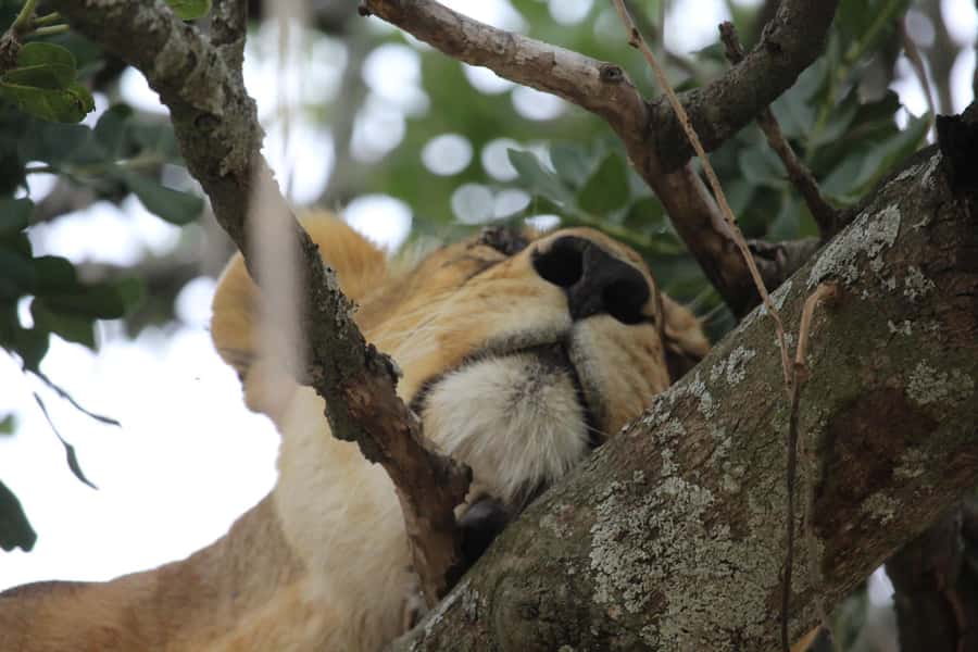 1 Day Ngorongoro Crater Group joining safari - Ngoitokok Swamp picnic lunch, hippos, and eating without rushing