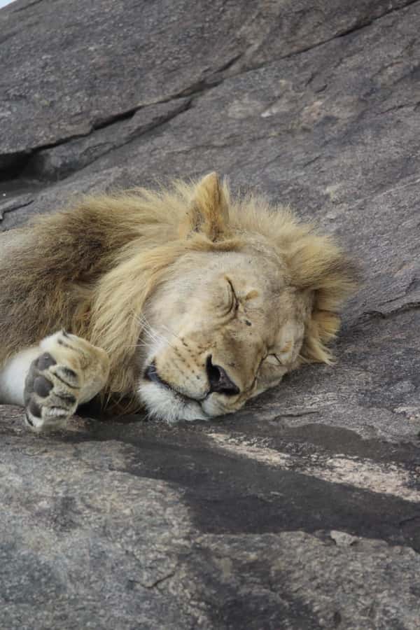 1 Day Ngorongoro Crater Group joining safari - Soda Lake birdlife and afternoon game viewing rhythms
