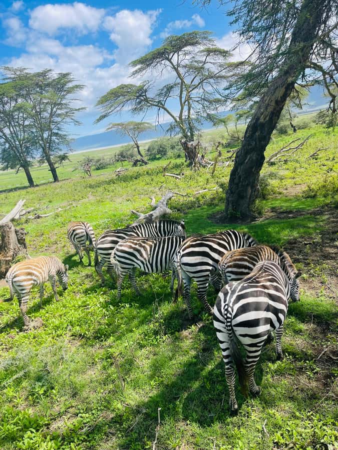1 Day Ngorongoro Crater Group joining safari - Maasai culture context from your guide, and why it matters