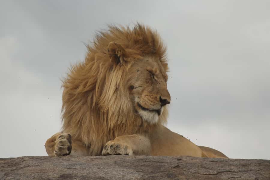 1 Day Ngorongoro Crater Group joining safari - Price and value: what $315 includes, and what it does not