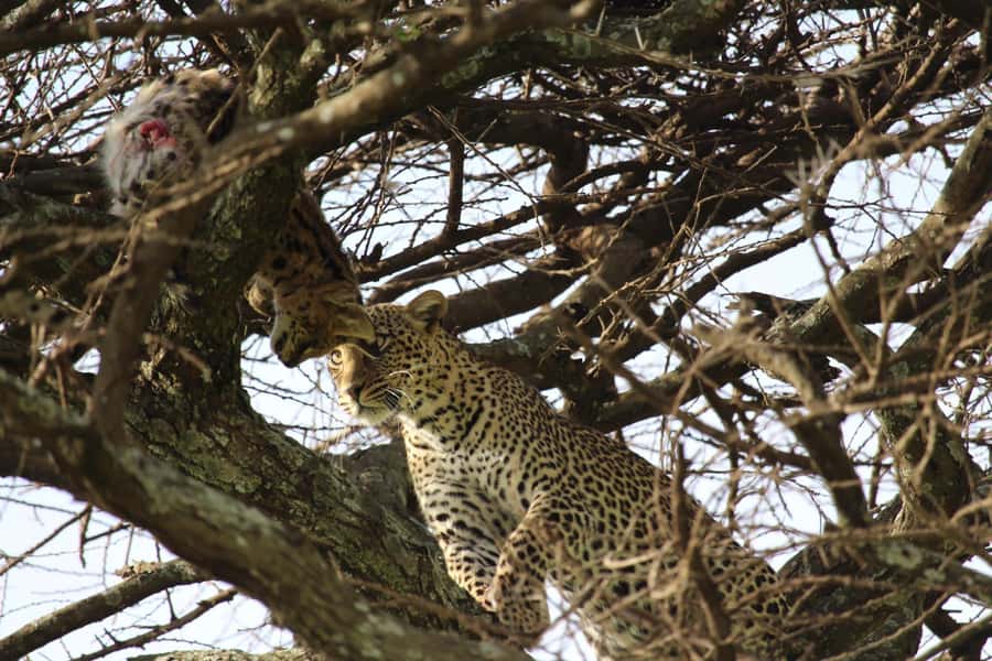 1 Day Ngorongoro Crater Group joining safari - Should you book this Ngorongoro Crater group joining safari?