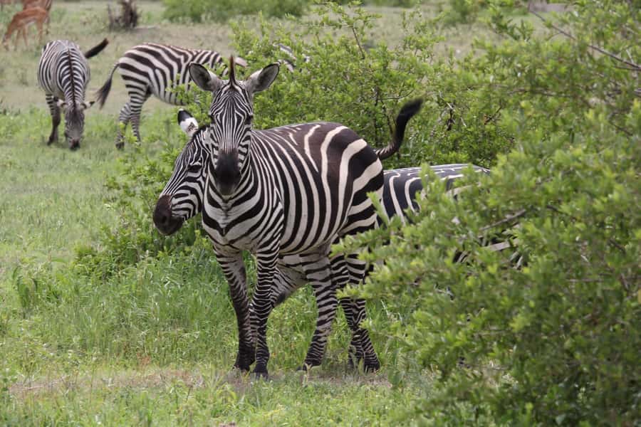 1 Day Ngorongoro Crater Group joining safari - The caldera floor: where Big Five sightings become realistic