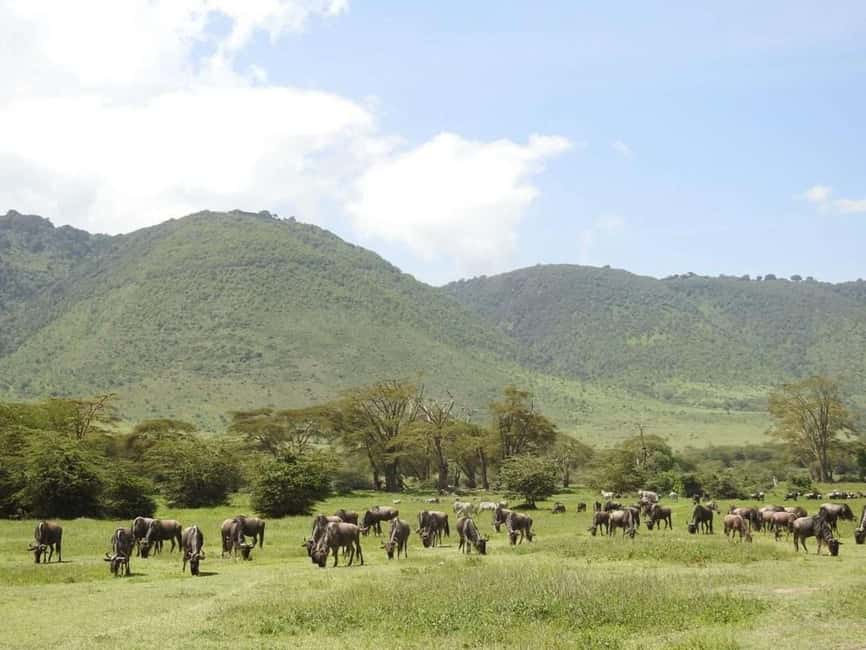 1-Day Ngorongoro Crater Special Big 5- Joining Group Safari - Why a One-Day Ngorongoro Big Five Safari Works