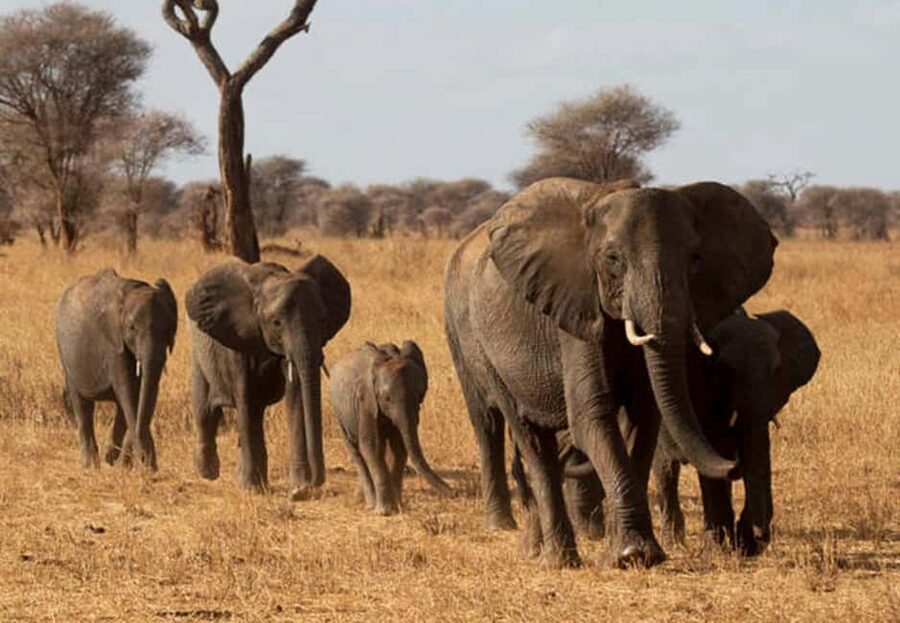 1-Day Ngorongoro Crater Special Big 5- Joining Group Safari - Crater Rim Views, Then The 600 Meter Descent