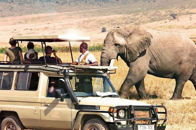 1 Day Private Ngorongoro Crater Safari - Wildlife viewing inside Ngorongoro: big names and the smaller predators