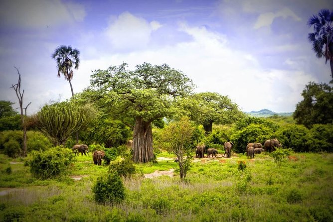 1-Day Ruaha National Park - Key things to know before you go