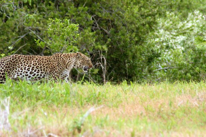 1-Day Ruaha National Park - What a 10-hour Ruaha day looks like from Iringa