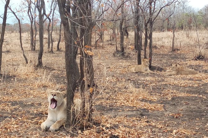 1 Day Safari to Mikumi National Park - Key points to know before you go