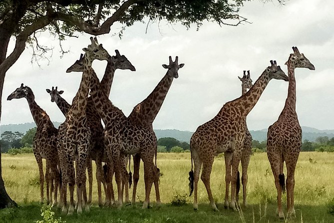 1 Day Safari to Mikumi National Park - Breakfast, lunch, and bottled water: the small inclusions that keep you sane