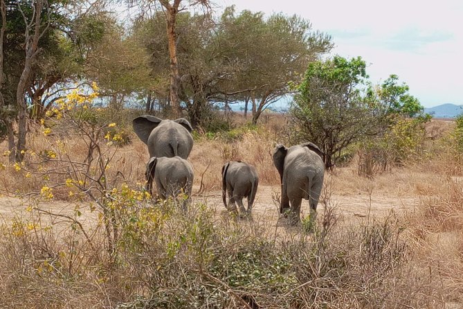 1 Day Safari to Mikumi National Park - FAQ