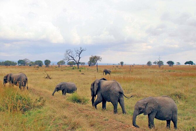 1 Day Safari to Mikumi National park from Zanzibar by flight - Why Mikumi Works for a One-Day Safari From Zanzibar