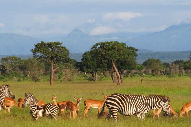 1 Day Safari to Mikumi National park from Zanzibar by flight - Mikumi National Park: What You’re Likely to See