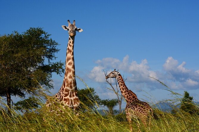 1 Day Safari to Mikumi National park from Zanzibar by flight - Open-Roof 4x4 Driving: Comfort Tips That Actually Help