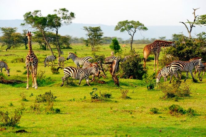 1 Day Safari to Mikumi National park from Zanzibar by flight - Lunch, Water, and the Cost Hidden in the Small Stuff
