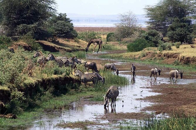 1 Day Safari to Mikumi National park from Zanzibar by flight - Service Reality: What to Know About Transfers and Day-of Issues