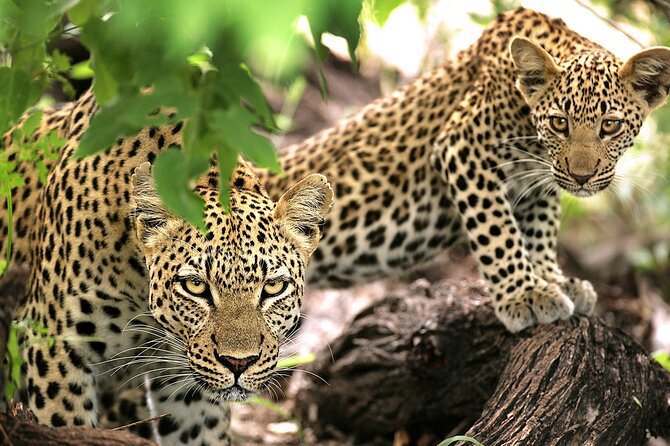 1 Day Safari to Mikumi National park from Zanzibar by flight - Who This Safari Day Suits Best