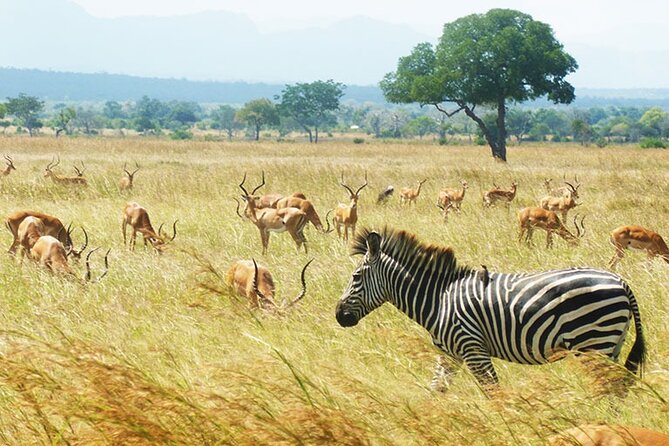 1 Day Safari to Mikumi National park from Zanzibar by flight - The 4:00am Start and What a Flight Day Really Means