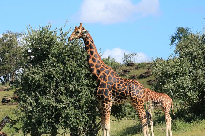 1-Day Safari-Trip to Tarangire National Park - The Baobabs and Acacia Woodland Drive What You See