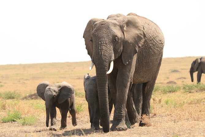 1-Day Safari-Trip to Tarangire National Park - Who This 1-Day Tarangire Safari Fits Best