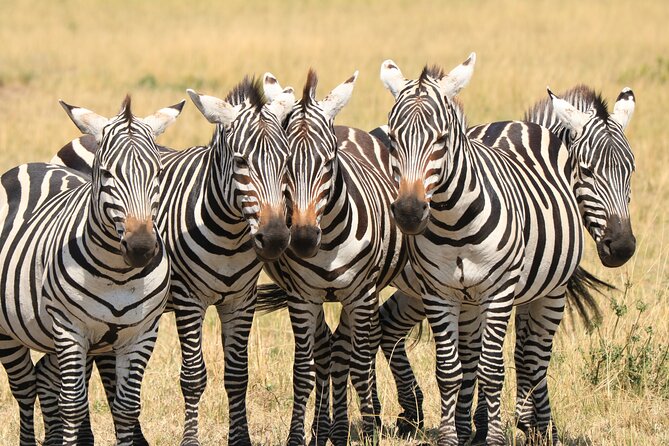1-Day Safari-Trip to Tarangire National Park - Your Driver Makes or Breaks the Day