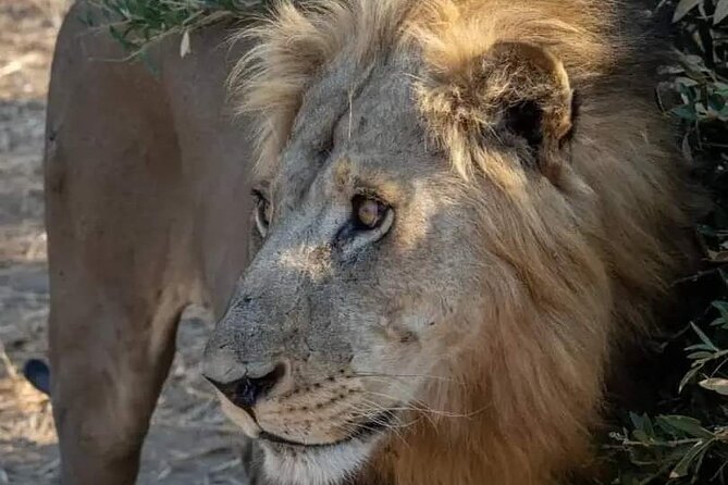 1. Day safaris to Mikumi by Train from dar es salaam - Entering Mikumi National Park: chances at the Big Four, fast